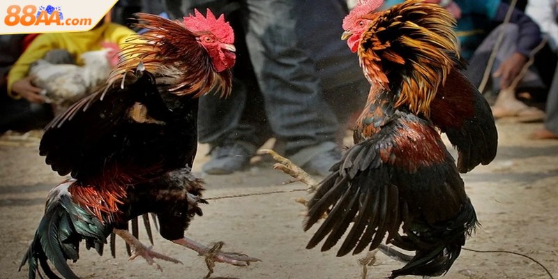 Kết quả thắng thua cuối cùng dựa trên nhiều yếu tố cụ thể