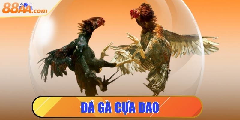 Đá gà cựa dao - Cuộc chiến tốc độ trên sàn đấu đỉnh cao