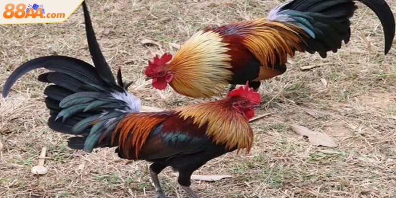 Gà tre thân hình nhỏ gọn, linh hoạt tung ra những đòn đánh nhanh